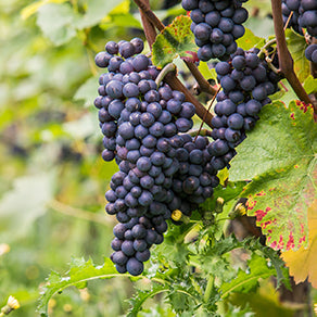 Pinot Noir and its aromas