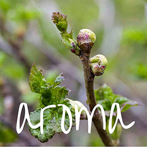 Black Currant Sprouts aroma