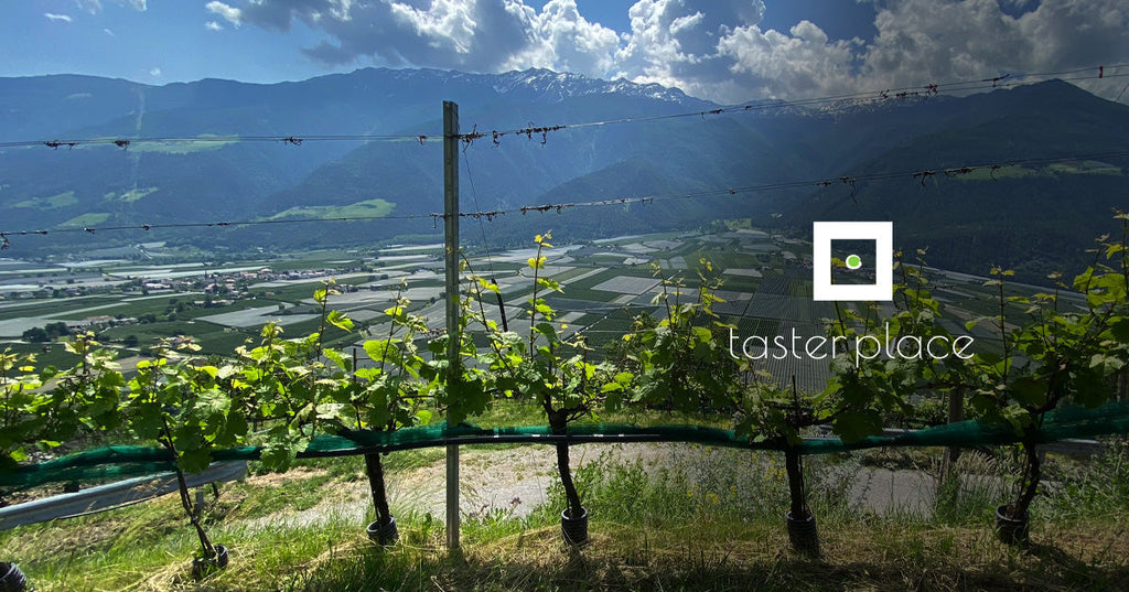 Mountain Aromas — Altitude in Wine Aromas