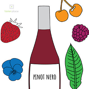 Pinot Noir (Pinot Nero)